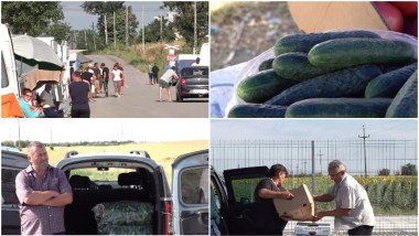 Castraveții, supraproducție în Olt: sacul de 25 kg se vinde la preț derizoriu