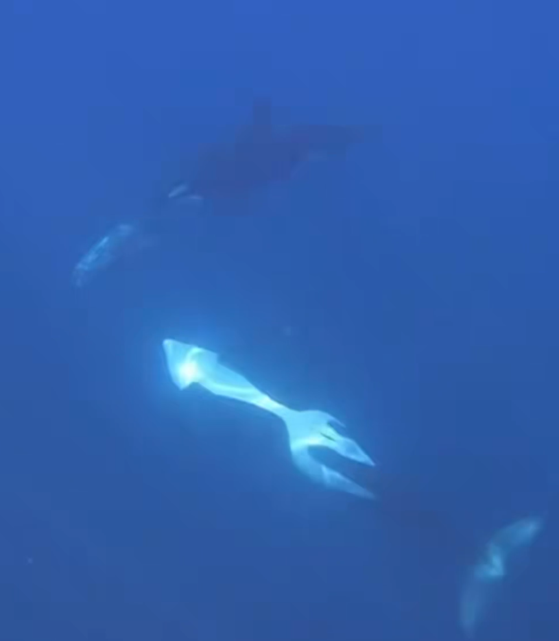 Momentul când o orcă lovește un pește-soare atât de puternic încât explodează, în Oceanul Pacific