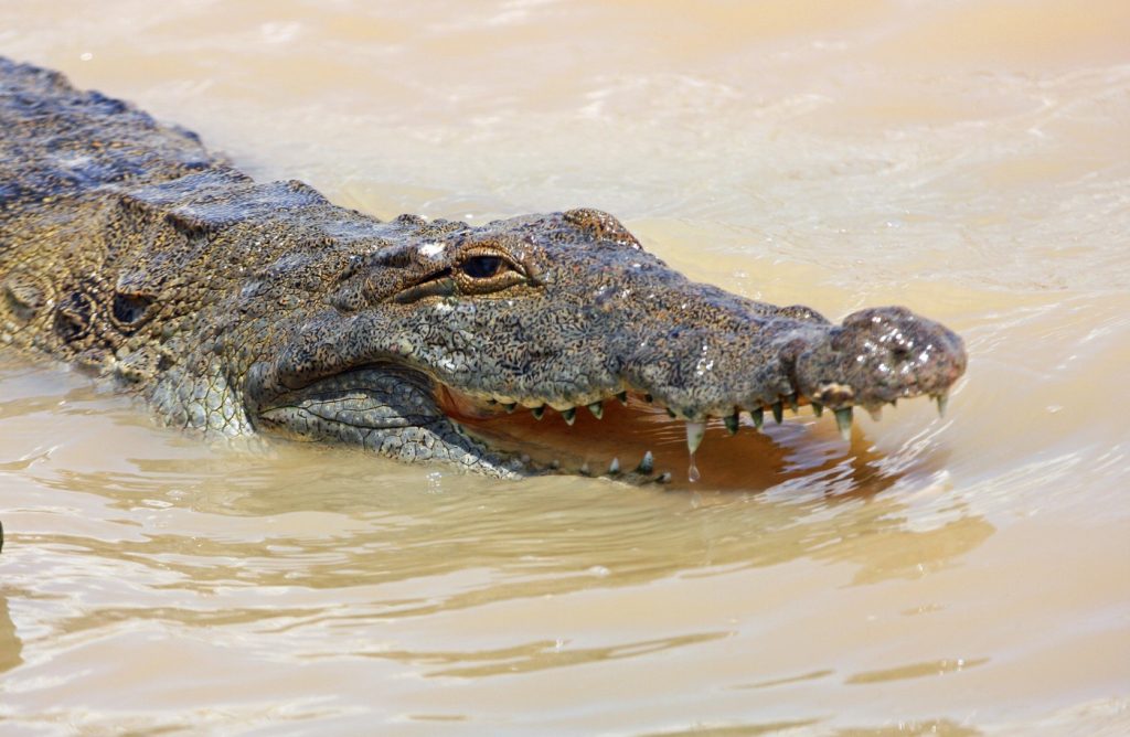 Israelul vrea să folosească crocodili pentru a descuraja tentativele de evadare. „Terorist blestemat, te gândești să evadezi? Mai gândește-te”