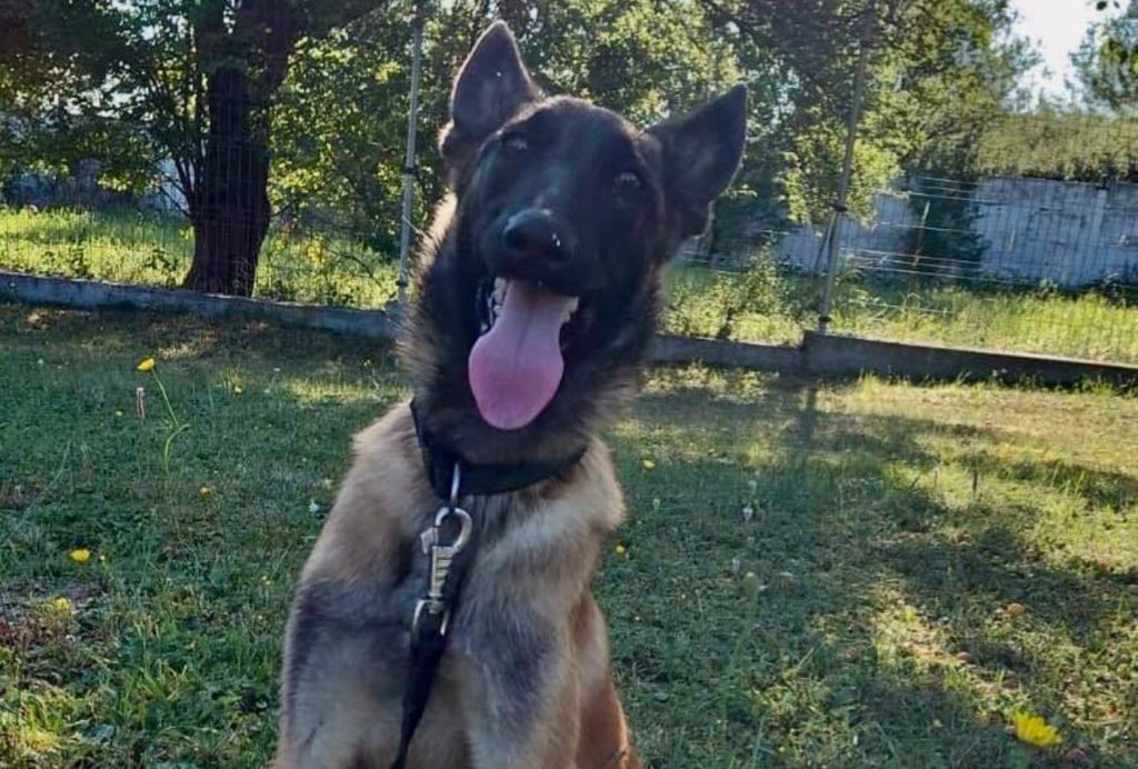 Iatac, câine MAI neacceptat, găsește familie după eșec