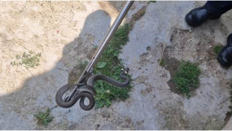 Șarpe de un metru, găsit în curtea unei familii din Arad. Cum explică biologii apariția acestor animale în…
