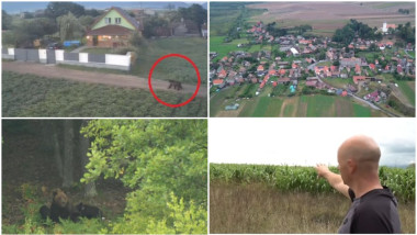Video Ziua și RO-Alert-ul în Harghita, din cauza urșilor. Oamenii au ajuns la capătul răbdării: „Ca primar, n-ar trebui să alerg după urs”