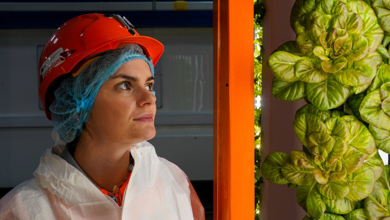 Salată cultivată în subteran și ferme la peste 1.000 de metri adâncime. Cum încearcă cercetătorii…