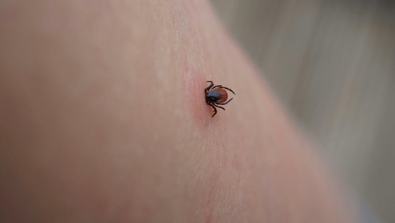 UE testează vaccinul Pfizer pentru prevenirea Lyme, boala de căpușe