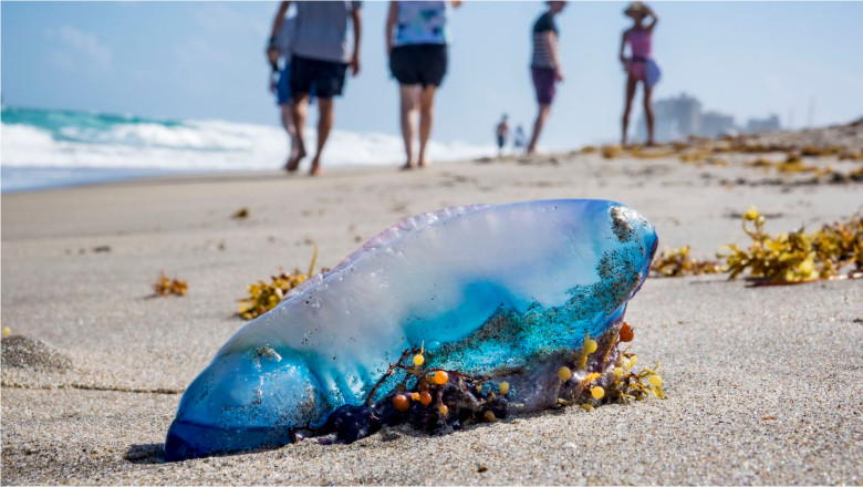 Plajele europene invadate de ‘Teroarea plutitoare’: veninoasele ajung?