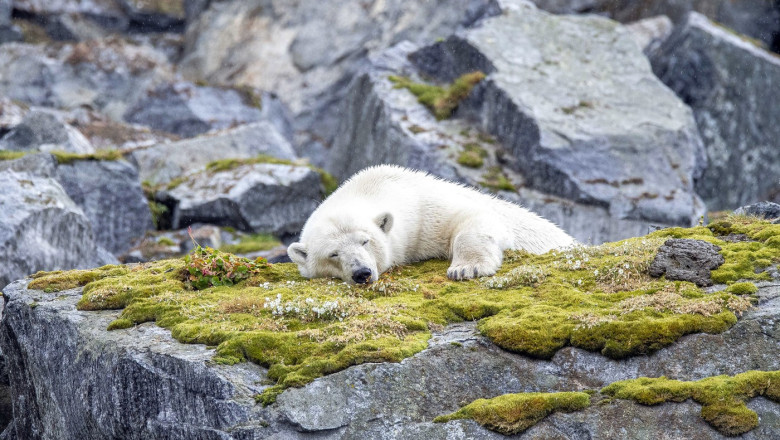 Persoană amendată pentru că a trezit un urs polar cu sirena unui vapor