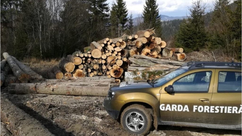 Buzoianu: Garda Forestieră a descoperit una dintre cele mai mari zone de tăieri ilegale de arbori din…