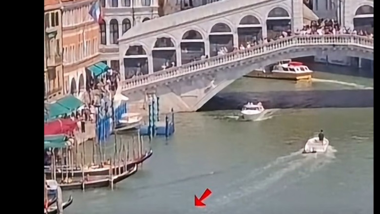 Delfin filmat în Canal Grande din Veneția, primarul face apel
