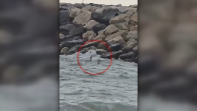 Alertă la Costinești: o dronă de tip Gerbera a fost găsită în mare. Anunțul MApN