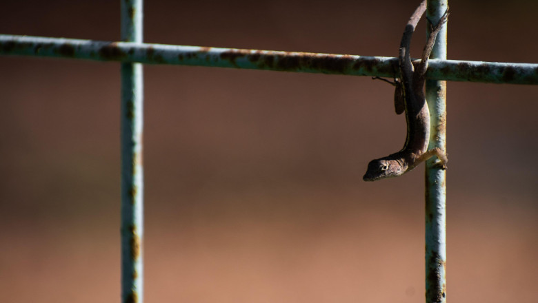 Evoluție la viteză extremă. Animalele care se transformă pentru a supraviețui într-o lume dominată de…