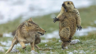 Marmotele, în centrul unei dispute în Franța. Activiștii cer interzicerea vânătorii: „Sunt ucise de plăcere”