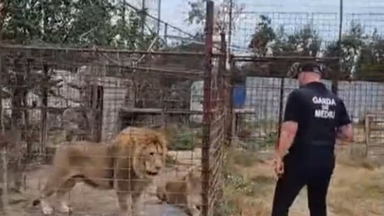Plângere penală, după descinderi la o grădină zoologică ilegală din Dâmbovița. Lei, urși și tigri erau…