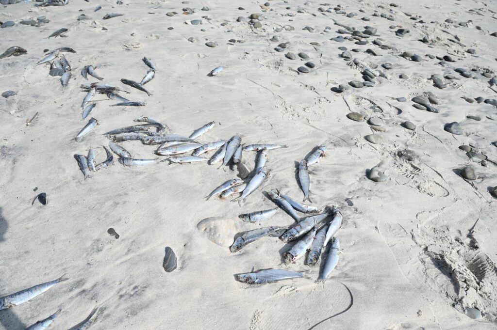 Sardine moarte în Africa de Sud: Herpes, risc pentru iubitorii conserve