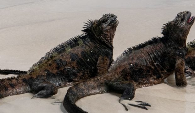 Femeie rusească prinsă în Ecuador cu 32 iguane marine în geamantan
