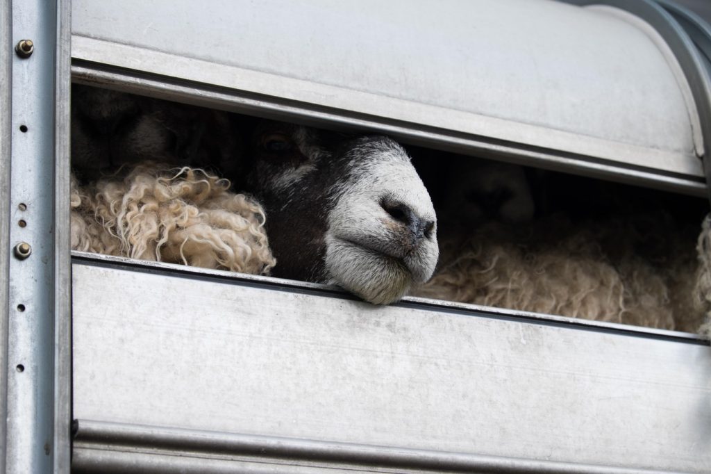 Risc epidemiologic major, după depistarea unui transport ilegal de ovine în Alba. „Până la sosirea inspectorilor DSVSA, 41 de miei au dispărut”
