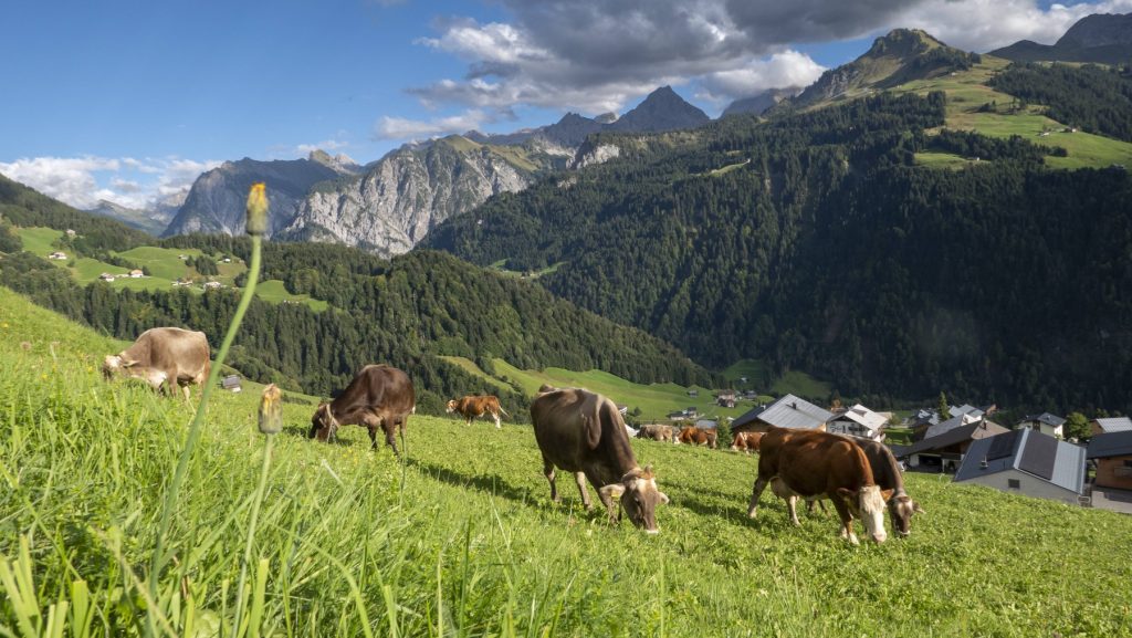 Caniculă de vară forțează sacrificii în țara alpina; pășuni fără vite