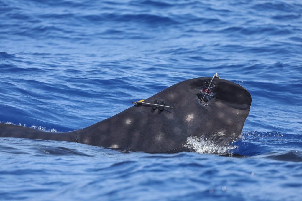 Nava chineză prinsă cu aripioare de rechin interzise în Pacific