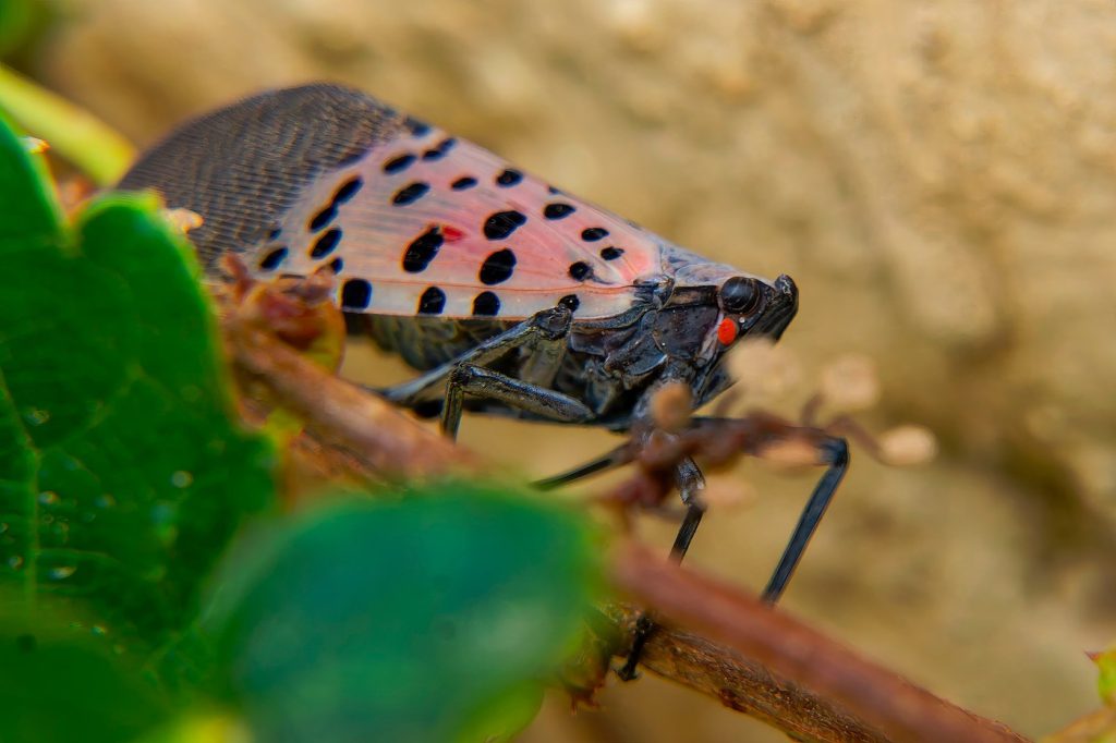 Insectă periculoasă detectată în Republica Moldova: ce recomandări?
