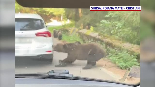 Ursoaică smulsă bara din spate a unei mașini pe Transfăgărășan – VIDEO