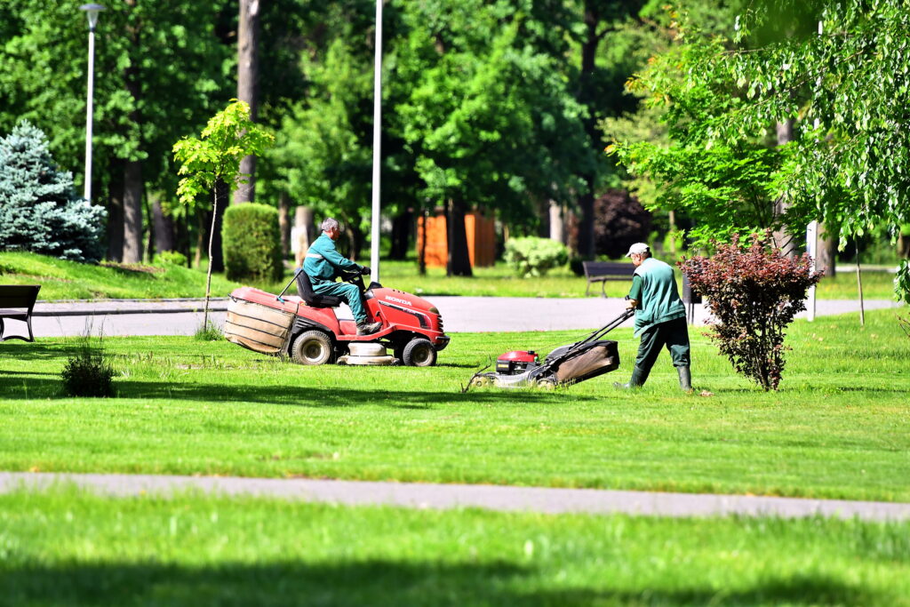 Vrei să scapi de mușchiul care invadează gazonul în octombrie? Trucul cu bicarbonat de sodiu are un efect neașteptat, dar există o problemă