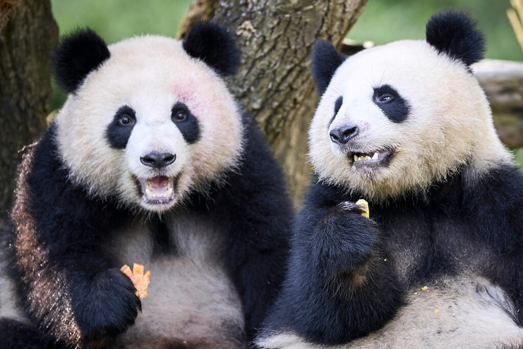 China trimite doi panda uriași în SUA, nouă diplomatie panda