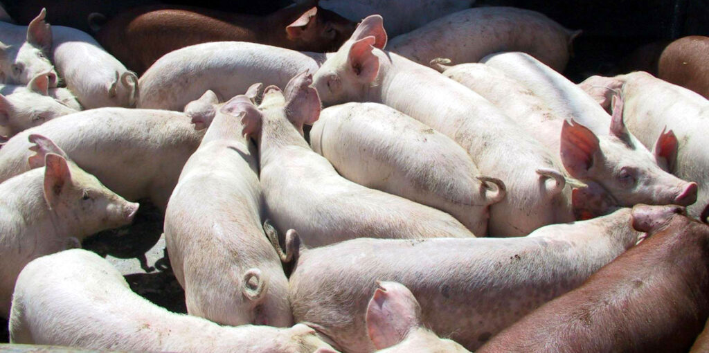 Pesta porcină africană Buzău: peste 5 700 de animale sunt sacrificate