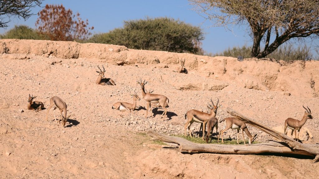 În anii '90, 313 de gazele au fost eliberate în deșert, în Arabia Saudită. 20 de ani mai târziu, cercetătorii au revenit și au descoperit ce s-a întâmplat cu ele