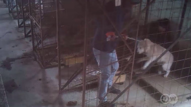 Video Afaceri cu viața maidanezilor. „Unele instituții închid ochii de ani de zile” la ce îndură câinii din adăposturile românești