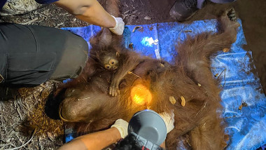 Foto Doi urangutani, mamă și pui, salvați din fumul incendiilor din Borneo. Cum au fost găsiți