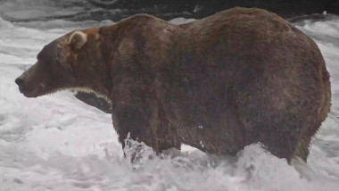 Cine a câștigat titlul de cel mai gras urs din Alaska. A strâns peste 100.000 de voturi la „Fat Bear Week”, după o luptă strânsă