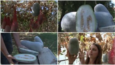 Video Pepenele de iarnă, gigantul din serele din Buzău. Fructul uriaș cu gust dulce-acrișor și înveliș de ceară rezistă până la șase luni