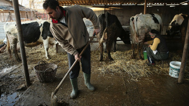 Comisia Europeană aprobă 52 de milioane euro pentru crescătorii de bovine afectați de scumpirea combustibililor