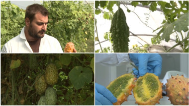 Kiwano, castravetele cu coarne din Africa, crește la Buzău