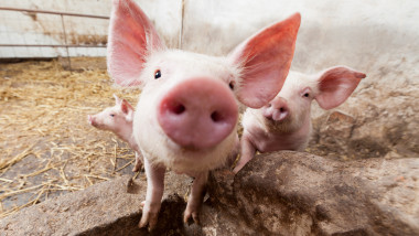 O fermă din Buzău va fi închisă după confirmarea pestei porcine africane. 5.720 de porci vor fi sacrificați