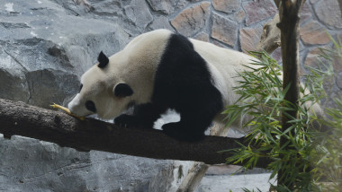 China reactivează „diplomația panda”: Xi Jinping trimite îi trimite pe Ping Ping şi Fu Shuang în SUA, ca „emisari ai prieteniei”