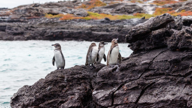 El Nino amenință paradisul Galapagos: populațiile animalelor scad 20%