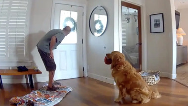 Video Imagini virale. Un hoț surprins în flagrant, întâmpinat cu jucării de golden retrieverul familiei. Ofițerii din SUA, primiți la fel