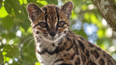 Nouă specie de pisică sălbatică în Bolivia – premieră în 100 de ani.