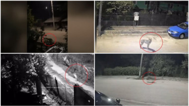 Video Sat terorizat de lupi. Animalele intră în gospodării și ucid până și câinii de pază: „Așteptăm să se întâmple ceva oribil?!”