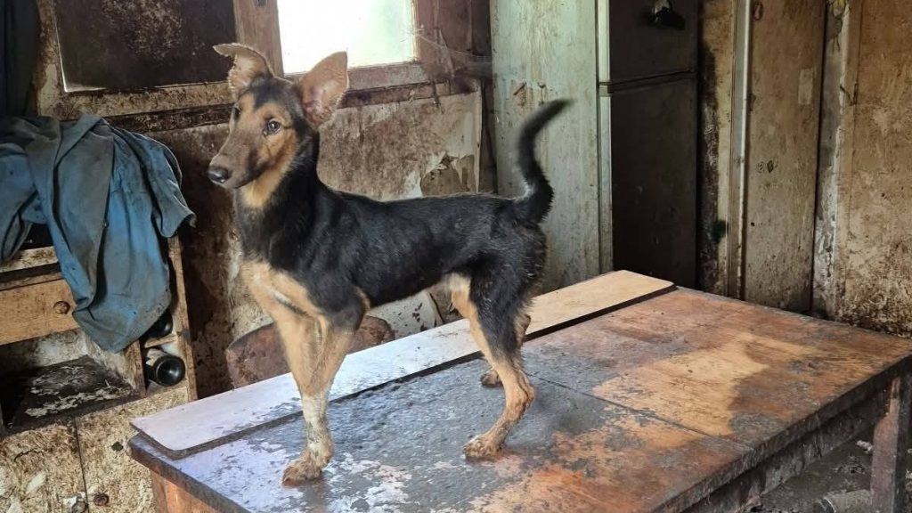 100 de câini și 20 de pisici, salvați din „casa ororilor” după moartea proprietarului. Multe animale erau bolnave