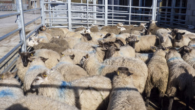 ANSVSA a transmis către CE Planul de Acţiune pentru deblocarea exporturilor de ovine şi caprine: 1,3 milioane de vaccinuri gratuite