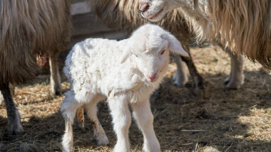 Ajutoare pentru crescătorii de ovine de până la 50.000 de euro pe fermă. Ce condiții trebuie să îndeplinească fermierii