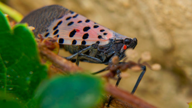 Foto Alertă în agricultură: o specie invazivă de insecte, care a făcut ravagii în SUA, a fost descoperită în Ungaria. Sectoarele afectate
