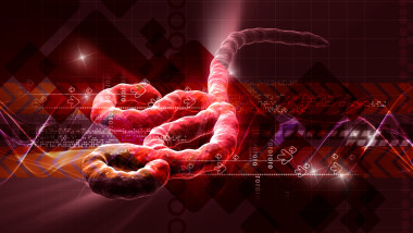 Unde se ascund virusurile după ce se încheie o epidemie? Misterul rezervorului natural al unuia din cele mai letale virusuri din lume
