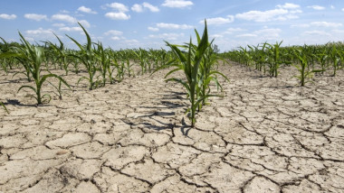 Sprijin financiar de urgenţă pentru agricultorii afectaţi de seceta în 2025. Plăţile vor fi efectuate până la sfârşitul anului