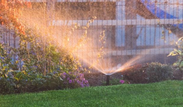 Transformă gazonul cu hârtie igienică – Ideea perfectă pentru septembrie