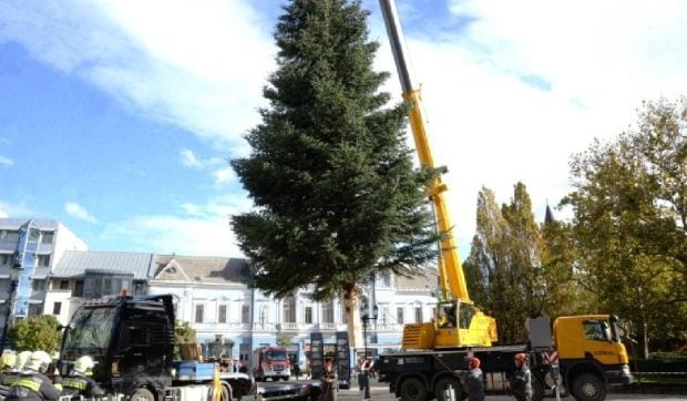 Se caută bradul de Crăciun din Ungaria, înălțime 10-12 m, natural.