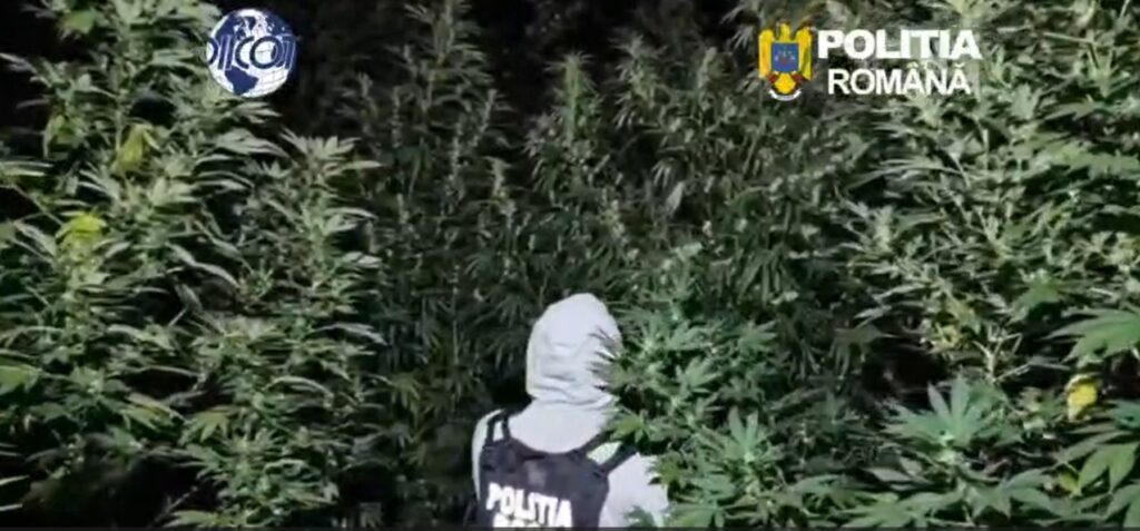Cultură de canabis de până la 4 m în pădure din Dâmbovița, doi bărbați arestați