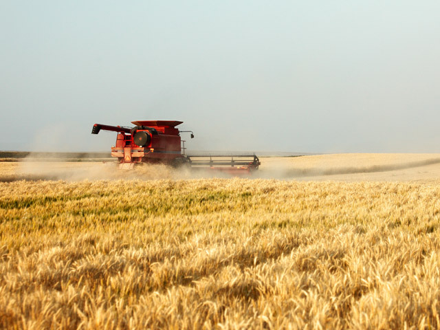 România rămâne lider european în cereale, cultivând reziliență.