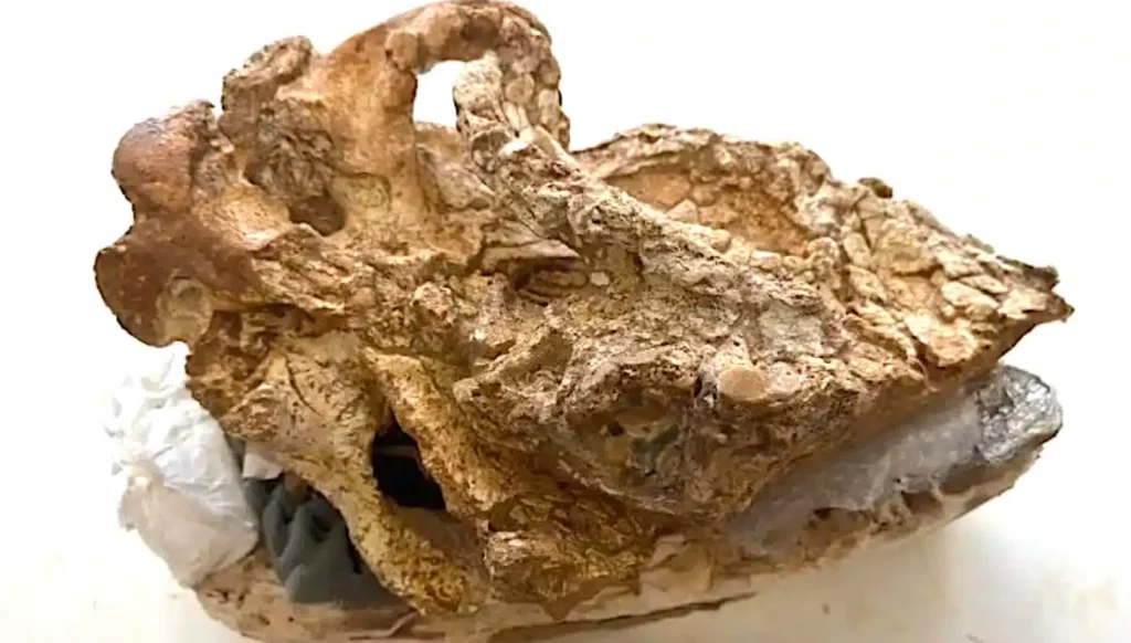 Descoperire Creta: craniul rinocerului cu două coarne, 8 milioane de ani
